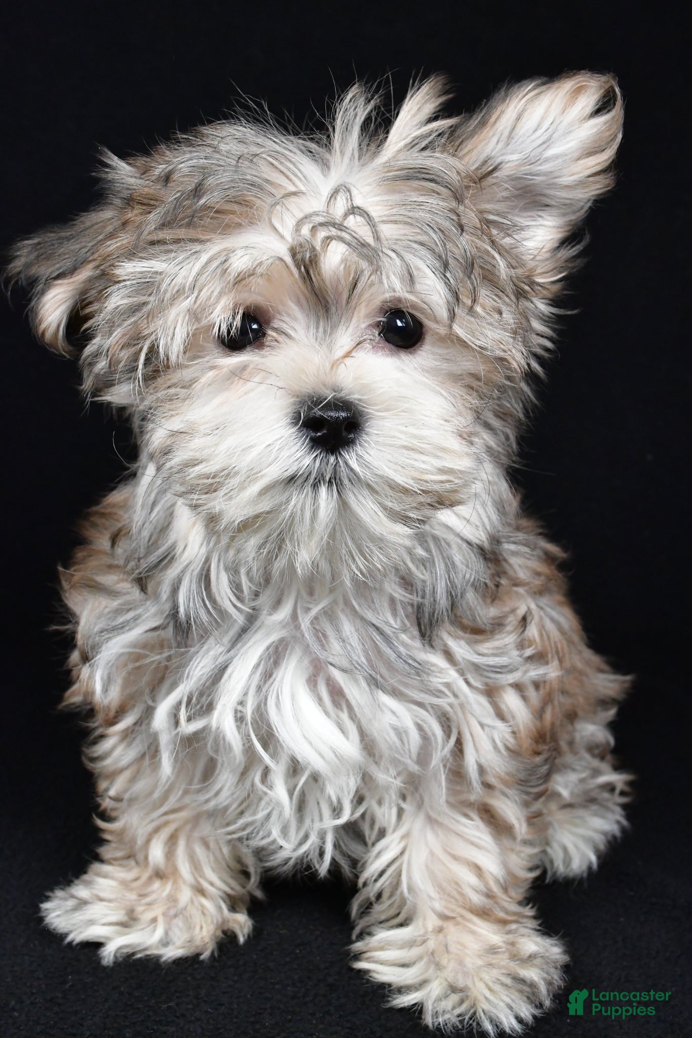Morkie dogs Mitzy - Ad 1