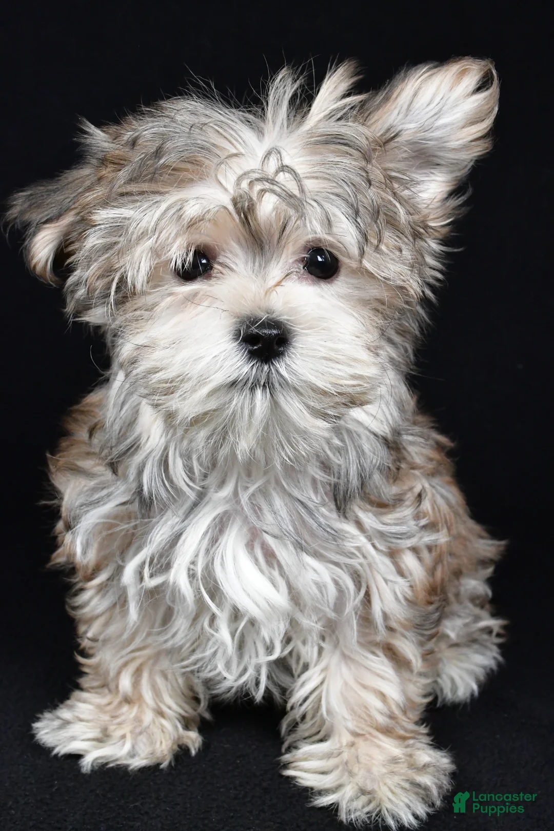 Morkie dogs for sale: Mitzy - Ad 1