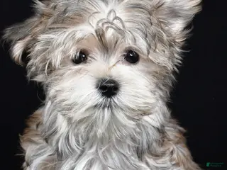 Morkie dogs for sale: Mitzy - Ad 3