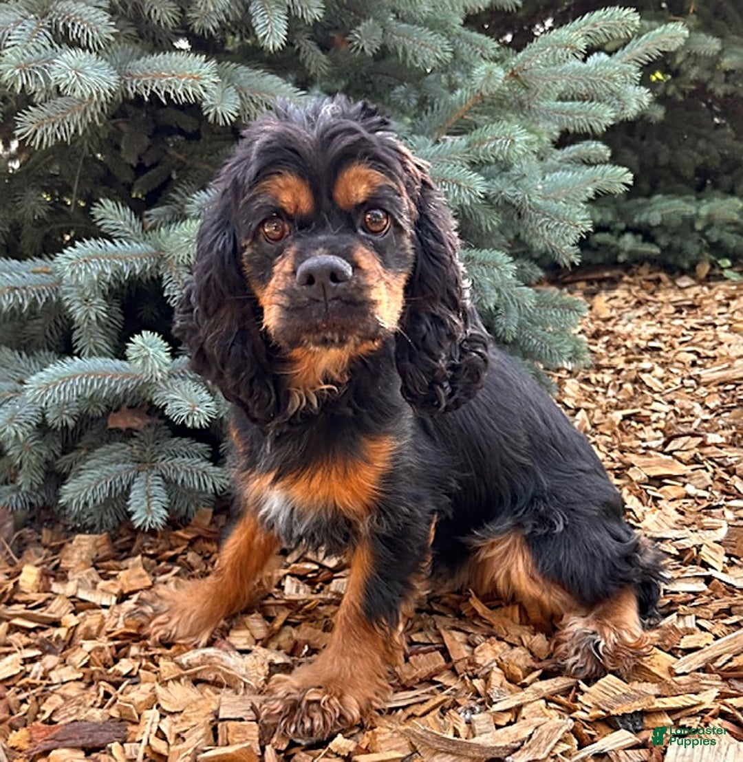 Cocker Spaniel dogs for sale: Zander - Ad 4