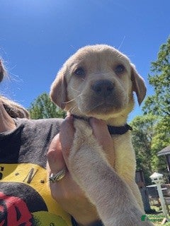 Labrador Retriever dogs Black Collar Male - Ad 42