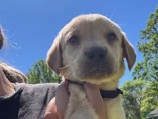 Labrador Retriever dogs Black Collar Male - Ad 34