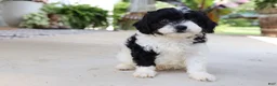 Cavapoo dogs for sale: Étouffée - Ad 7