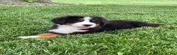 Bernese Mountain Dog dogs for sale: Forrest - Ad 11