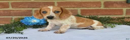 Miniature Dachshund dogs for sale: Jubilee - Ad 1