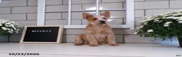 Australian Cattle Dog dogs for sale: Maverick - Ad 4