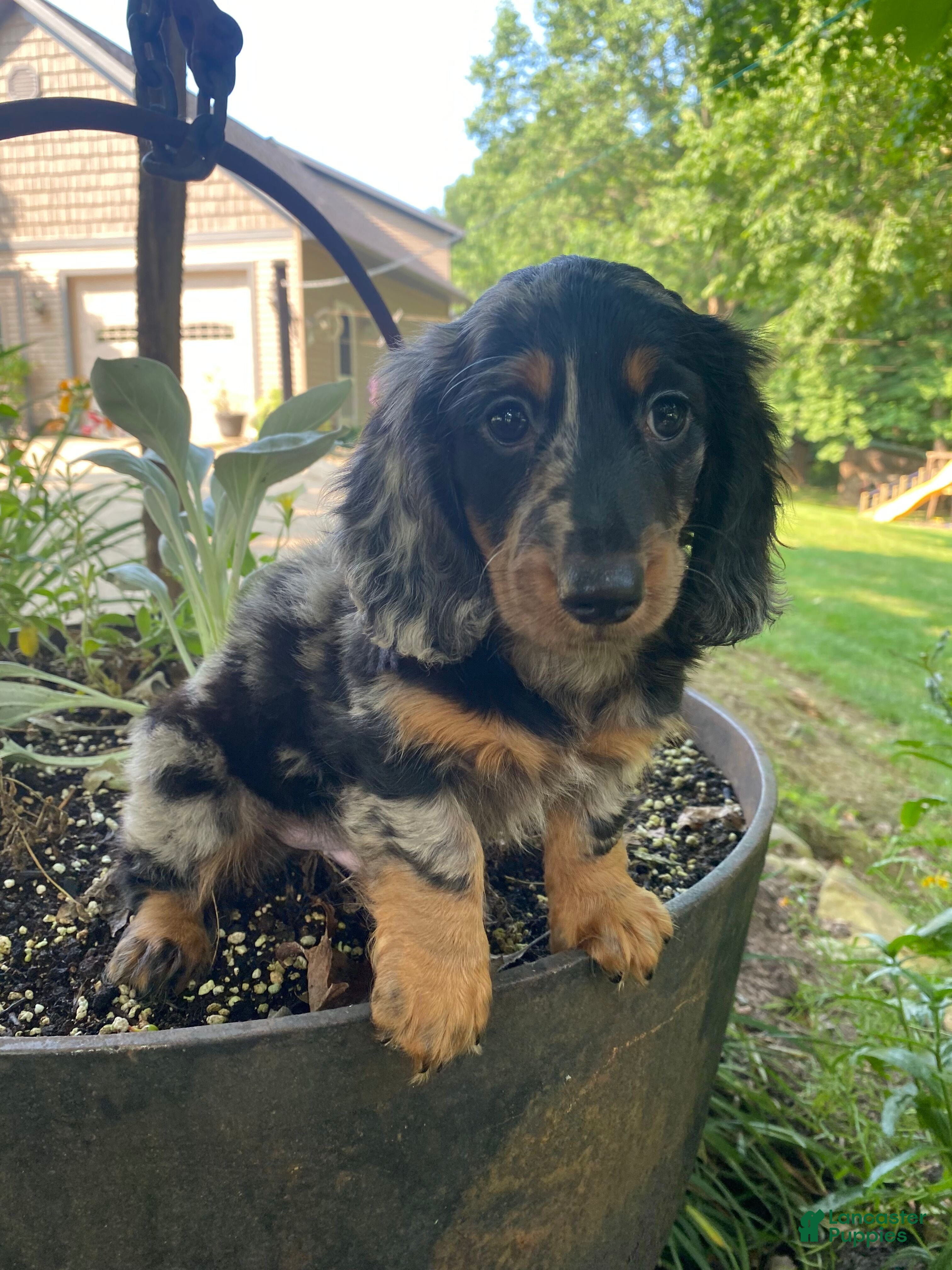 Miniature Dachshund dogs Princess - Ad 2