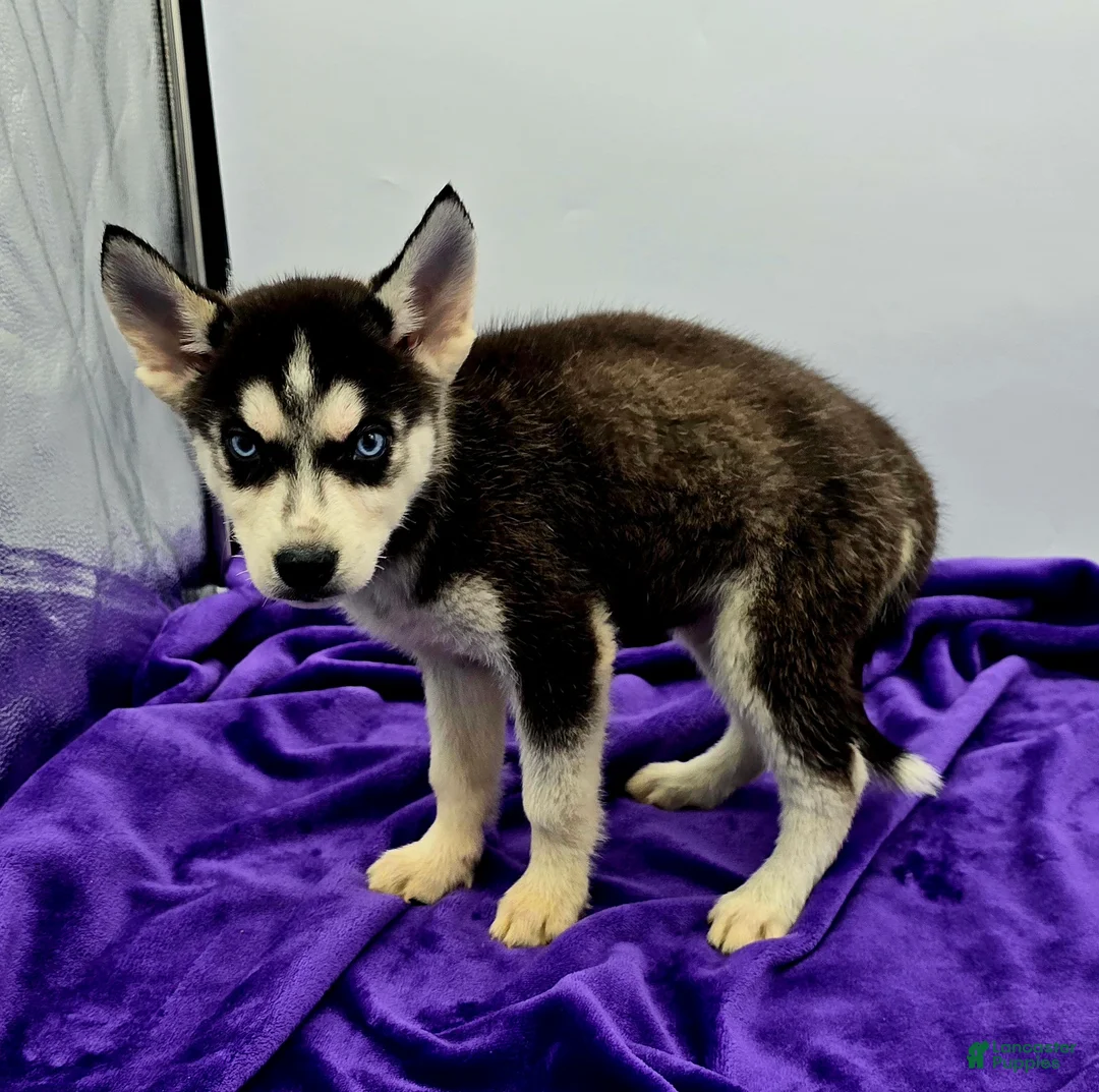 Siberian Husky dogs for sale: Reba - Ad 2