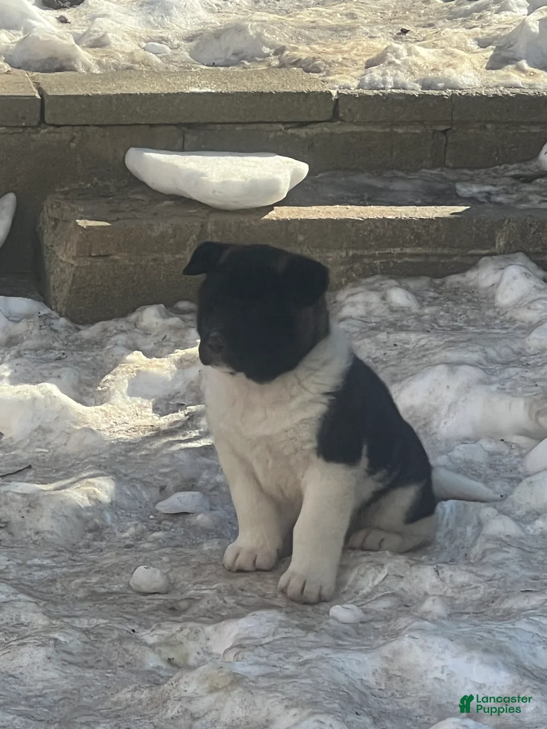 Akita dogs for sale: Cupid - Ad 2