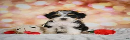 Mini Bernedoodle dogs for sale: Milly - Ad 11