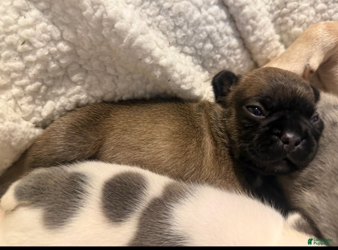 French Bulldog dogs for sale: French Bulldog Puppy 3 - Ad 3