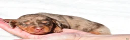 Miniature Dachshund dogs for sale: Holly - Ad 8