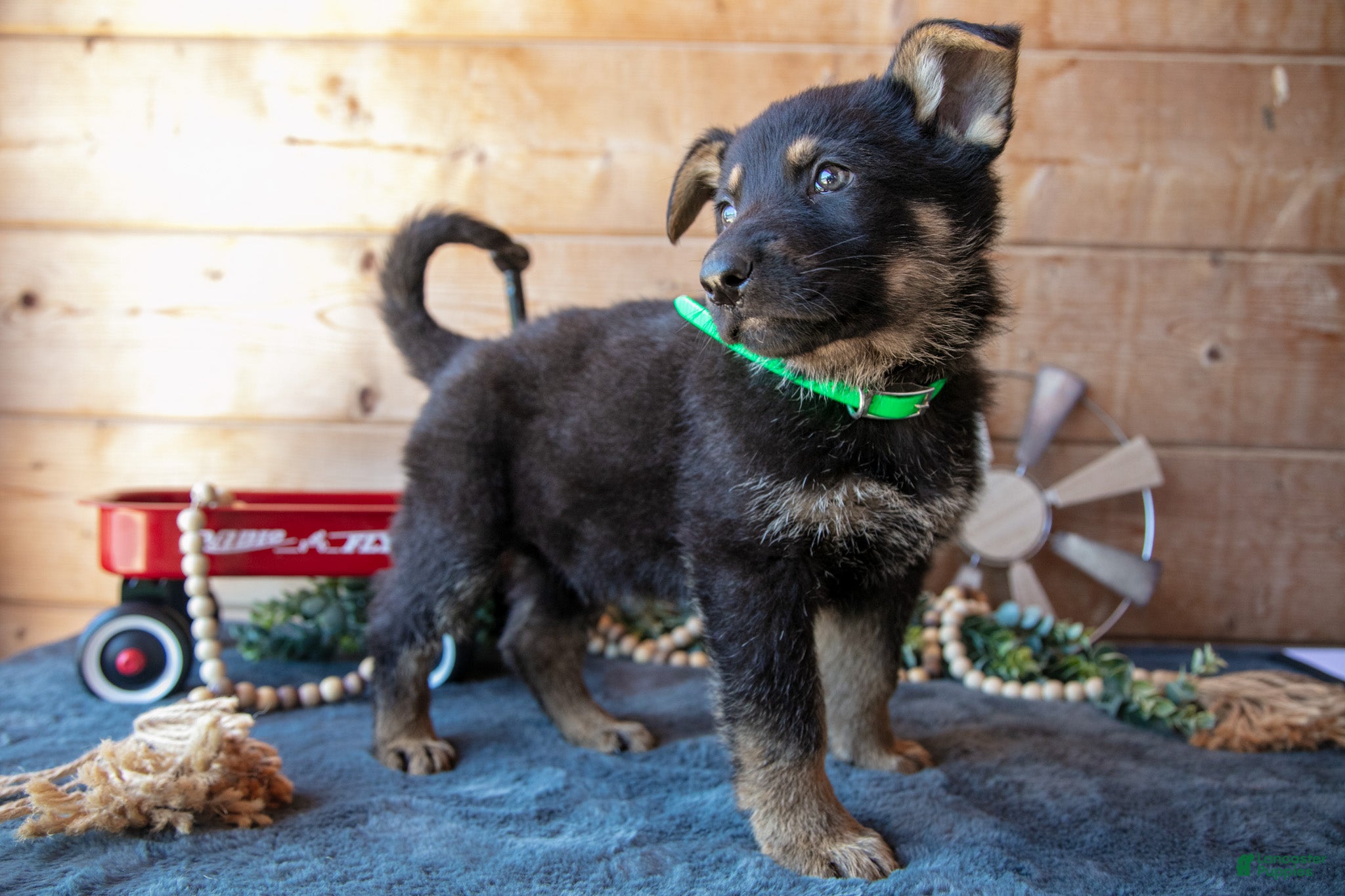 German Shepherd dogs for sale: Miki - Ad 1