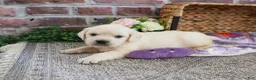 Golden Retriever dogs for sale: Tori - Ad 9