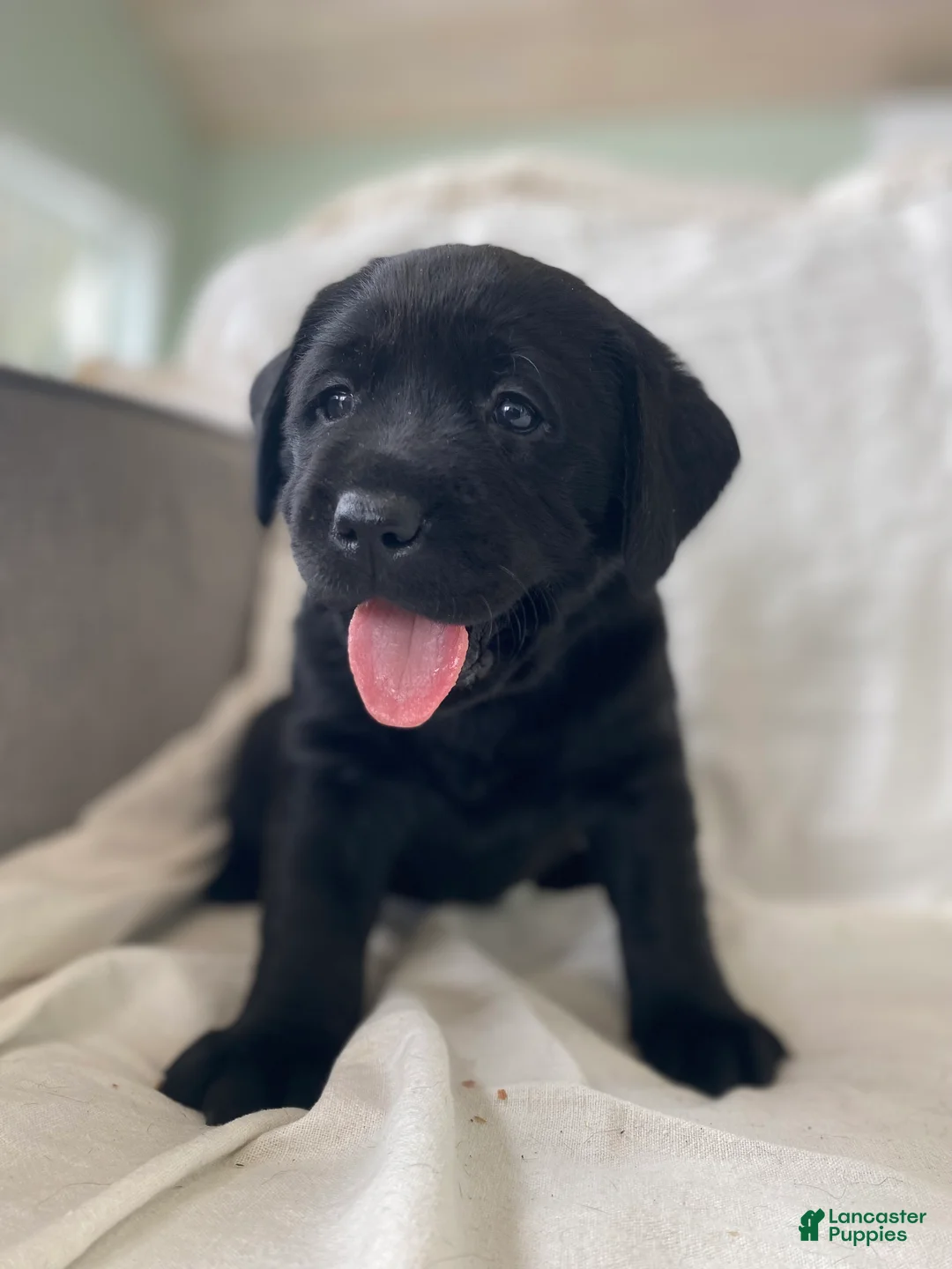 Labrador Retriever dogs for sale: Penny - Ad 2