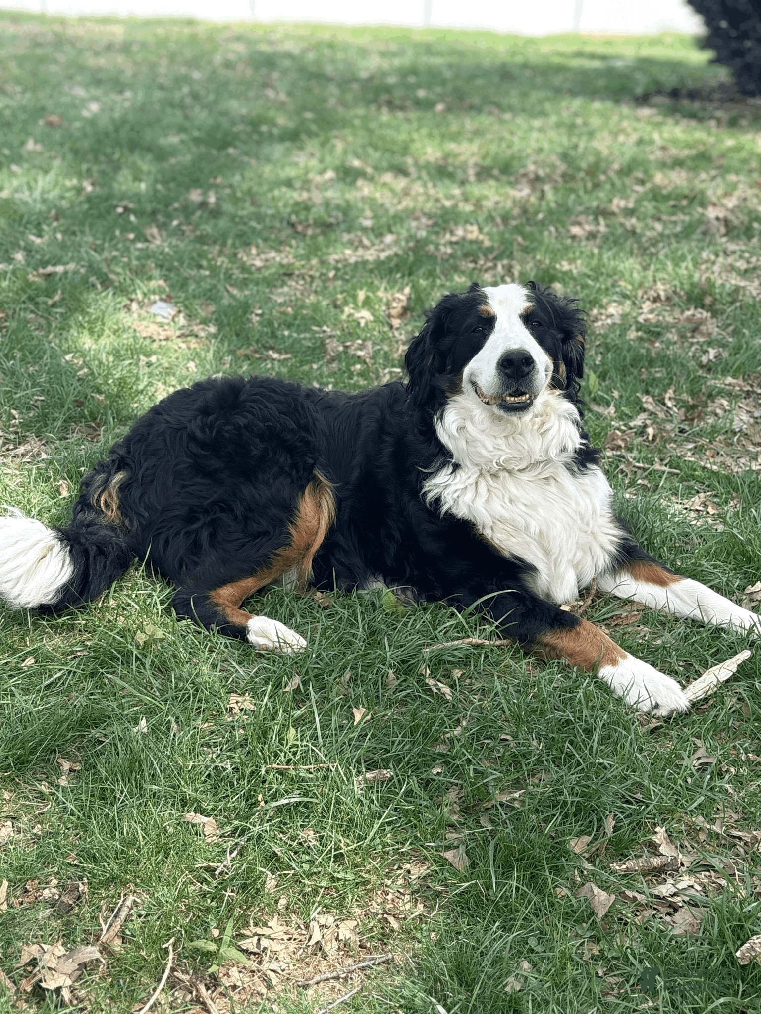 Bernese Mountain Dog dogs Clover  - Ad 2