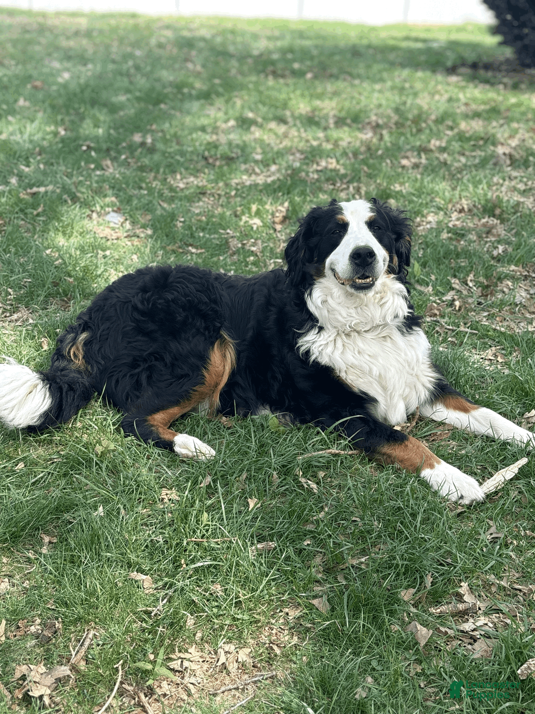 Bernese Mountain Dog dogs for sale: Clover  - Ad 2