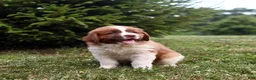 Saint Berdoodles dogs for sale: Bear - Ad 5