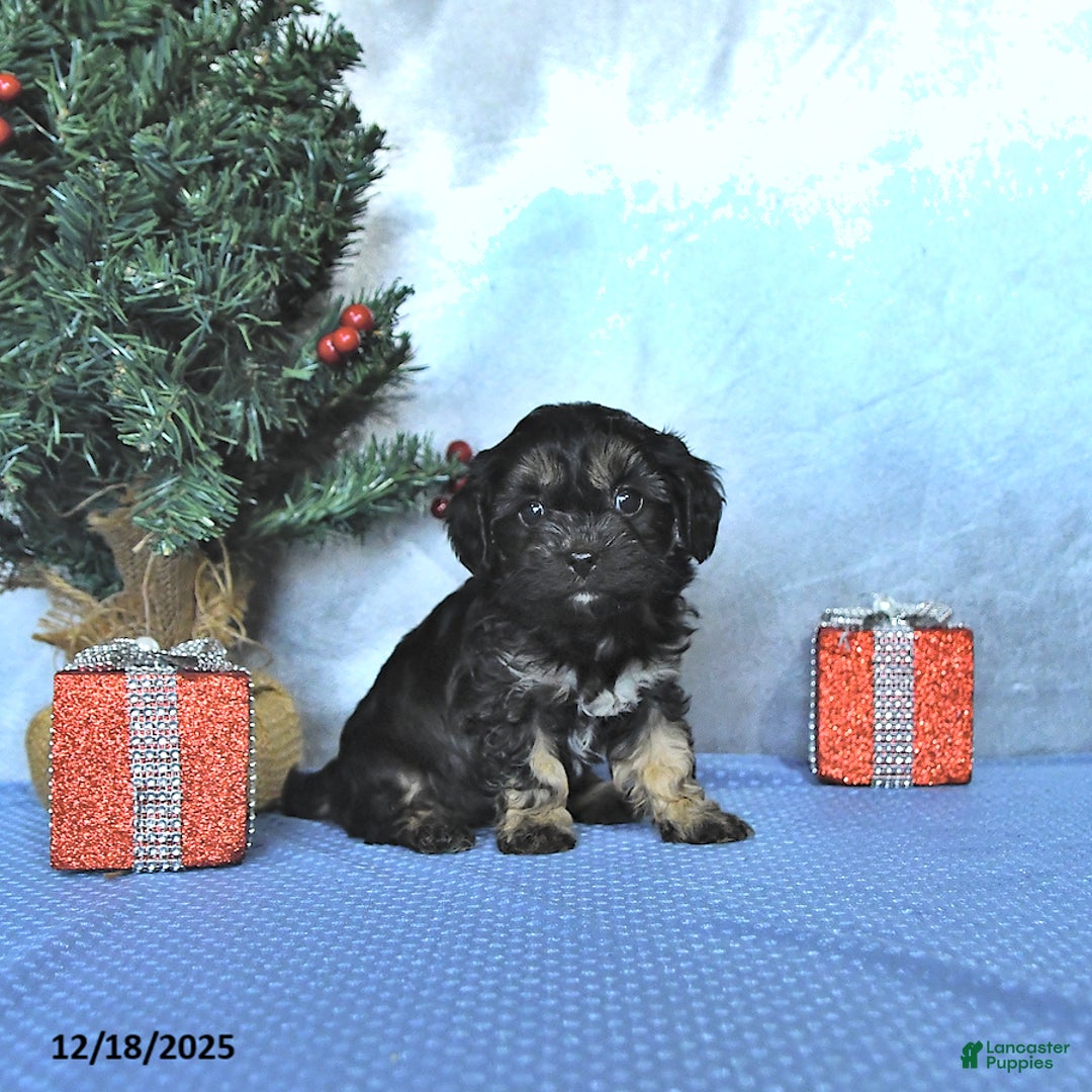 Cavapoo dogs for sale: Mandi - Ad 2