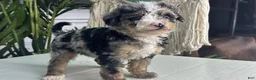 Mini Bernedoodle dogs for sale: Vienna - Ad 1