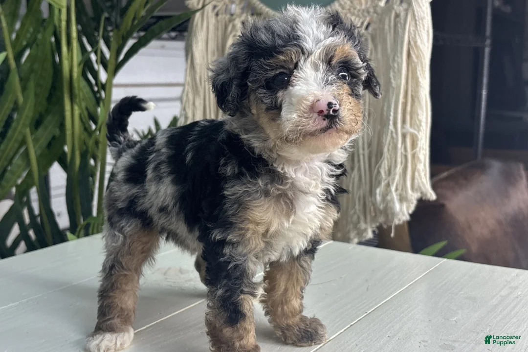 Mini Bernedoodle dogs for sale: Vienna - Ad 1