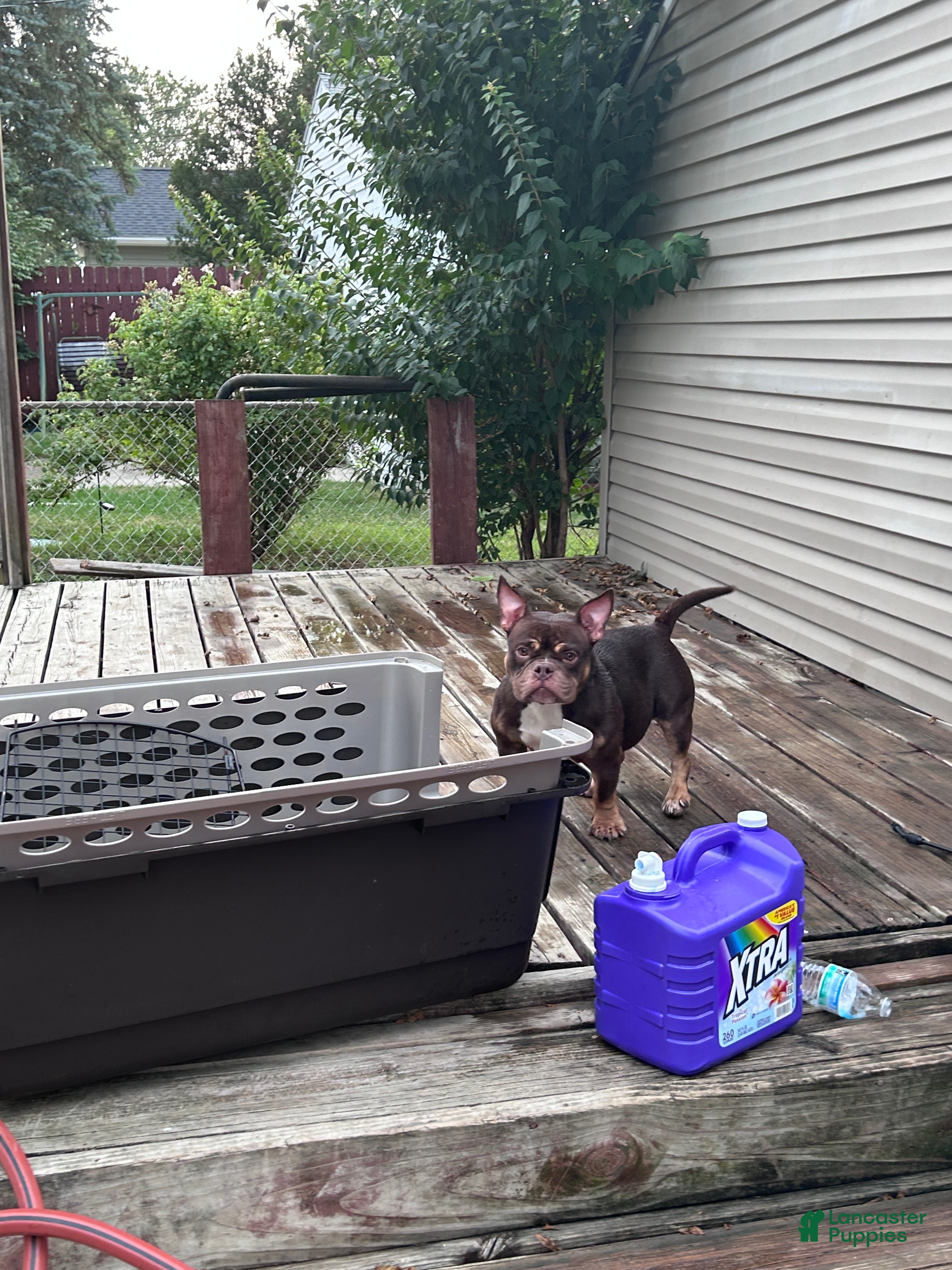 American Bully dogs Fendi - Ad 1