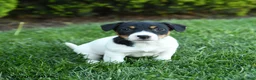 Jack Russell Terrier dogs for sale: Olive  - Ad 2