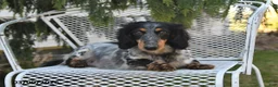 Miniature Dachshund dogs for sale: Misty - Ad 6
