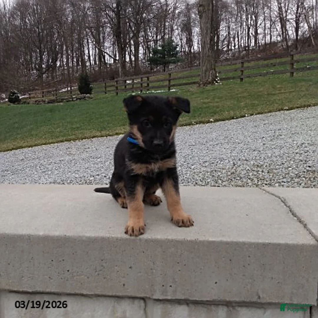 German Shepherd dogs for sale: Max - Ad 2