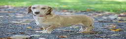 Miniature Dachshund dogs for sale: Jewel - Ad 8
