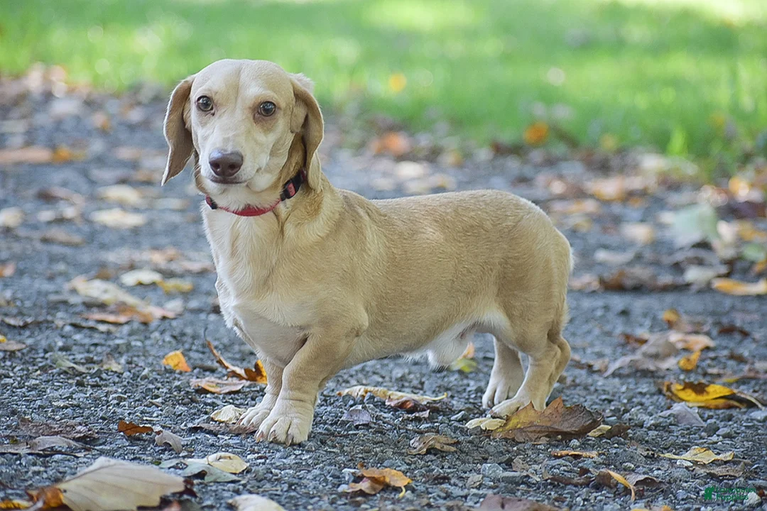 Miniature Dachshund dogs for sale: Jewel - Ad 8