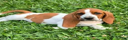 Basset Hound dogs for sale: Lorhold - Ad 1
