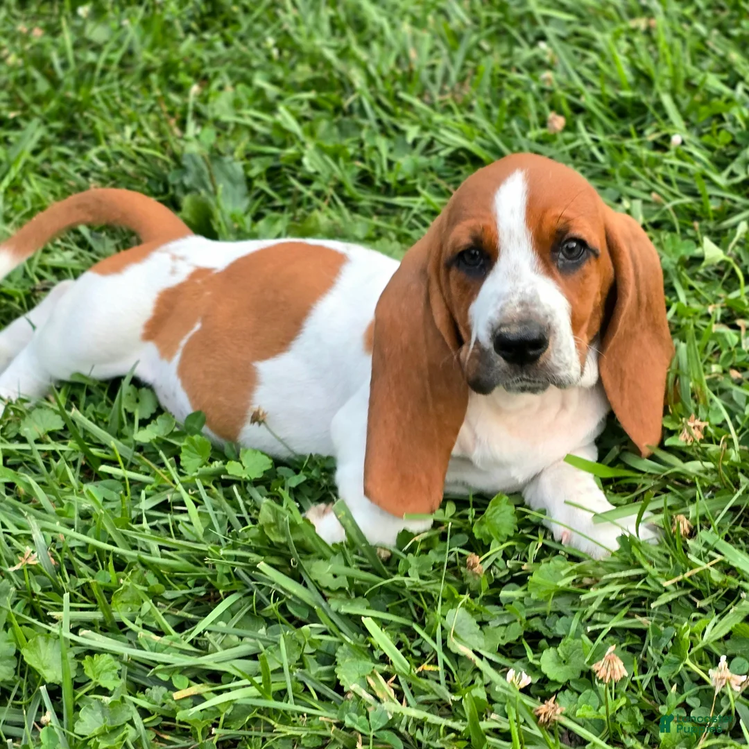 Basset Hound dogs for sale: Lorhold - Ad 1