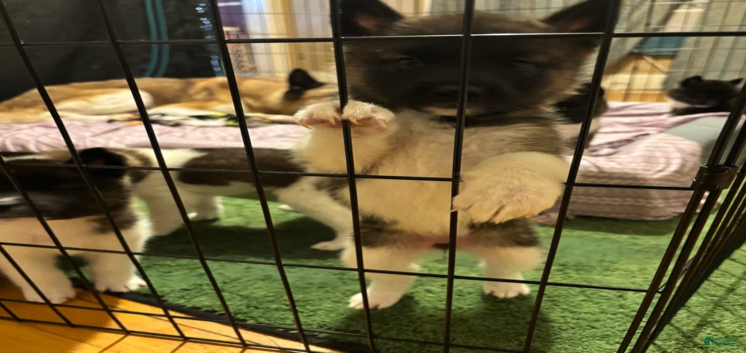 Gallery Image {{count}}