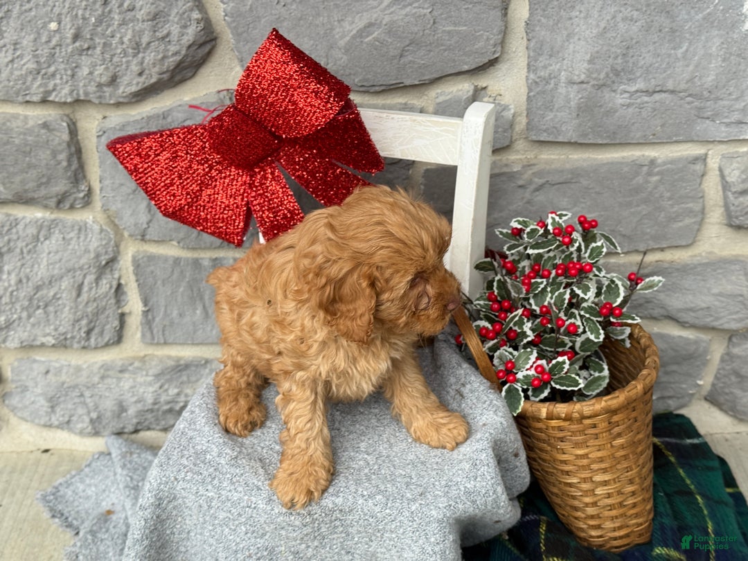 Cavapoo dogs for sale: Angelina - Ad 6