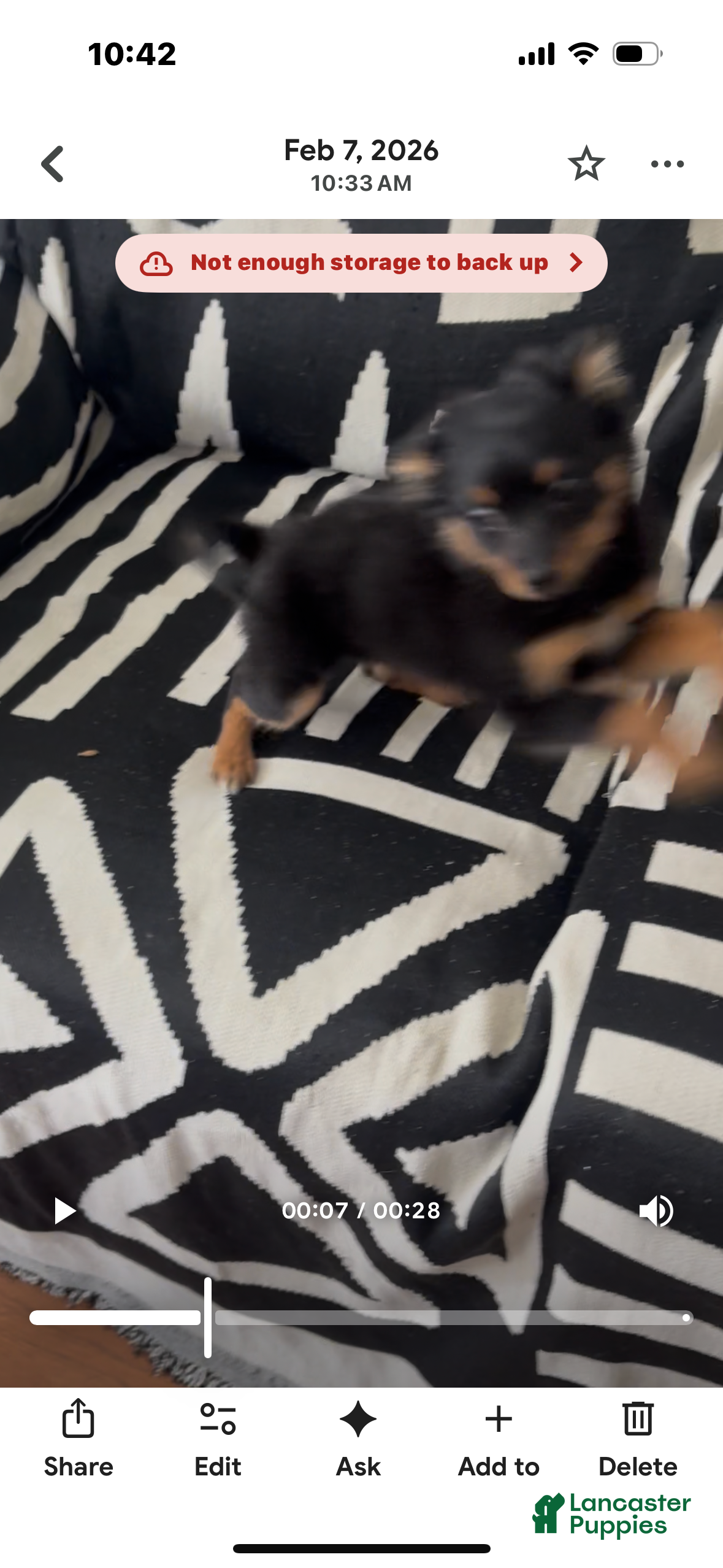 Pomapoo dogs Pomapoo Puppy 2 - Ad 19