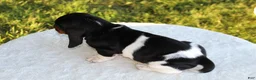 Basset Hound dogs for sale: Barney - Ad 4