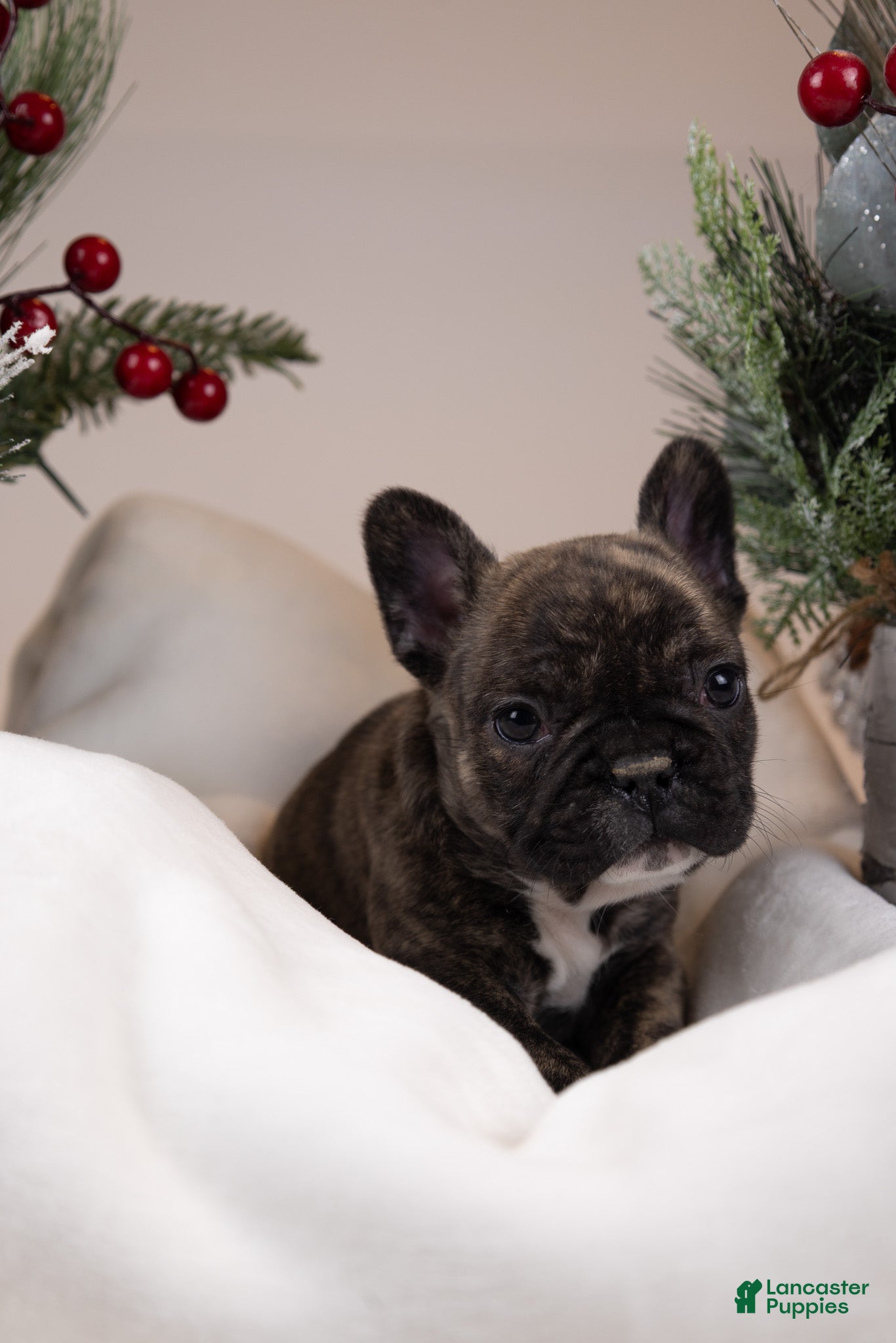 French Bulldog dogs for sale: Teeny - Ad 2