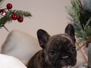 French Bulldog dogs for sale: Teeny - Ad 2