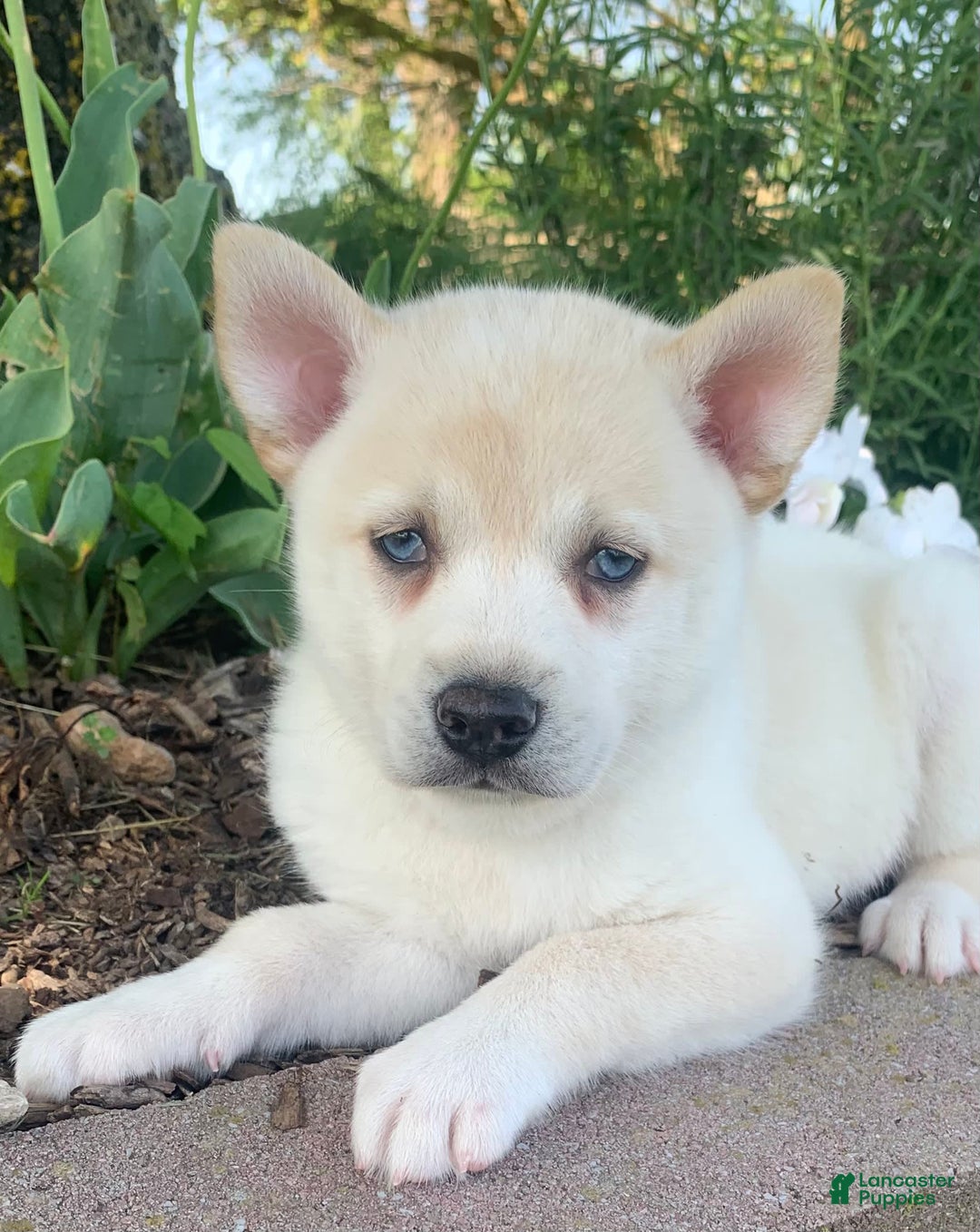 Alaskan Klee Kai dogs for sale: Handsome Boy Liam - Ad 6