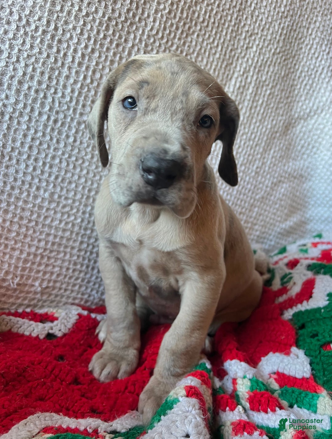 Great Dane dogs for sale: Eggnog  - Ad 2