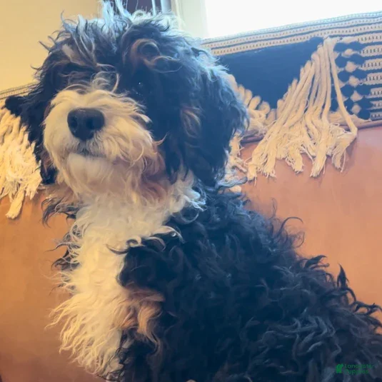 Mini Bernedoodle dogs for sale: Dexter - Ad 2