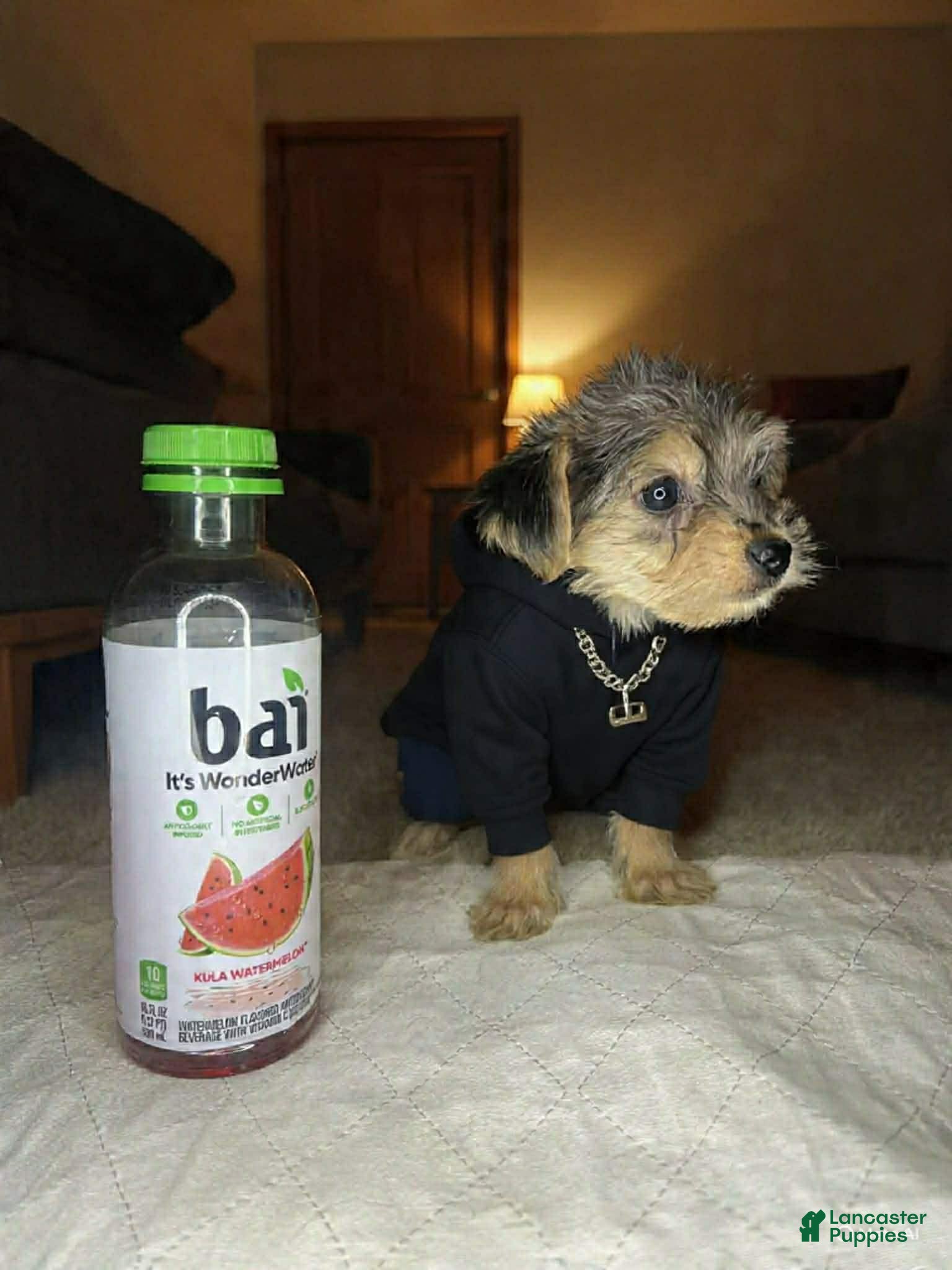 Shorkie dogs Kendra labark - Ad 1