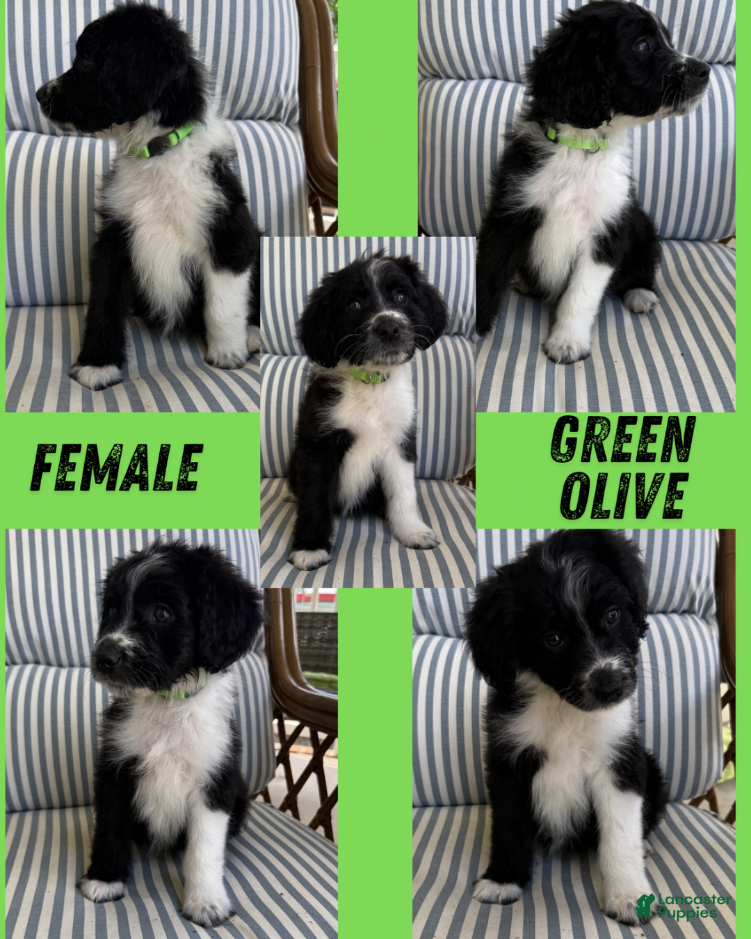 Aussiedoodle dogs Green Olive (Green) - Ad 21