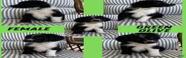Green Olive (Green)