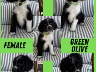 Aussiedoodle dogs Green Olive (Green) - Ad 21