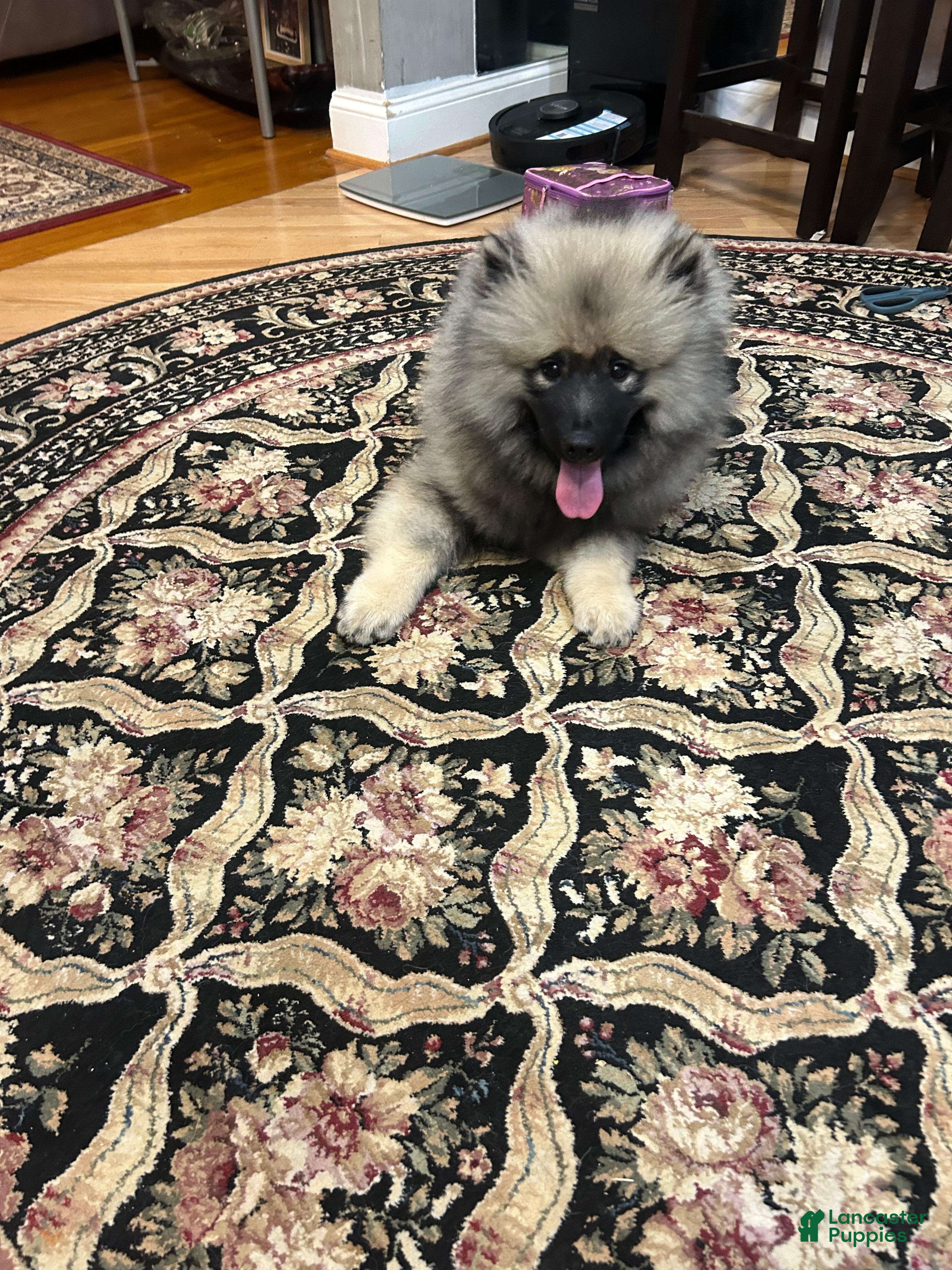 Keeshond dogs Archi - Ad 5