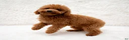 Mini Goldendoodle dogs for sale: Archie ID: 3858 - Ad 13