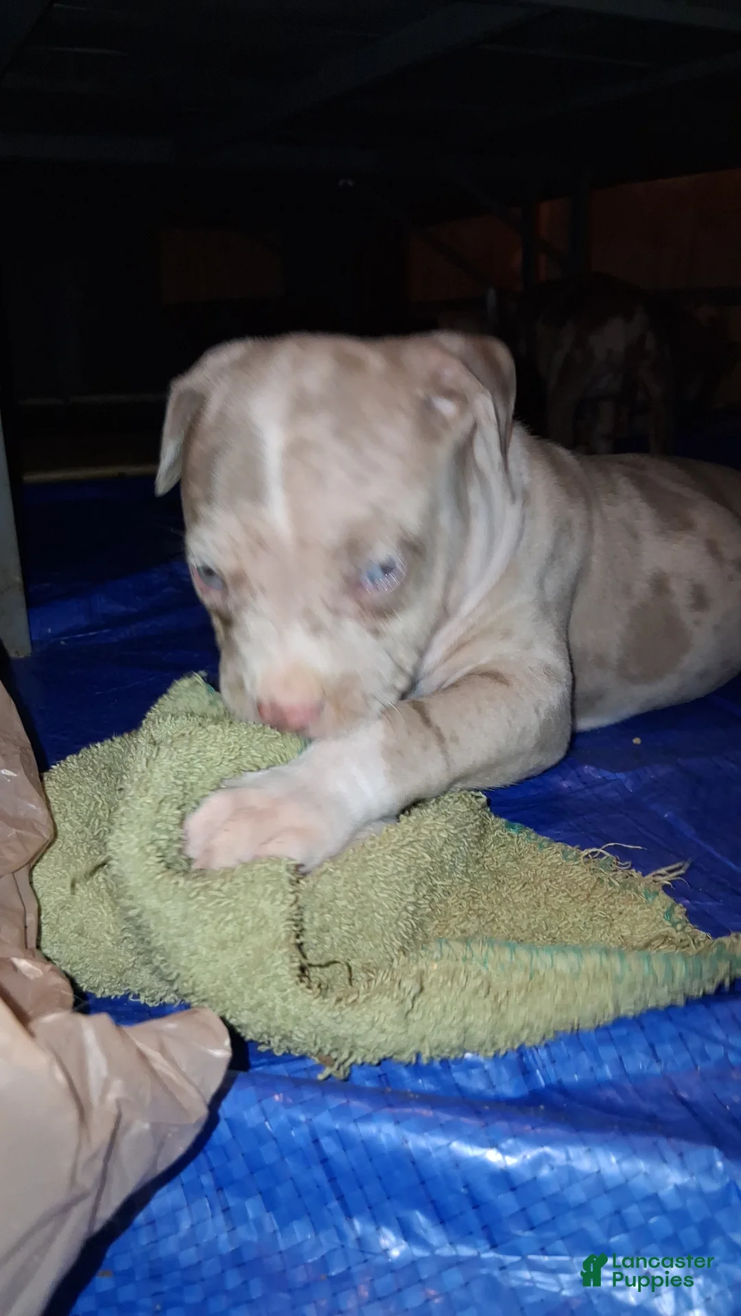 American Bully dogs for sale: American Bully Puppy 2 - Ad 2