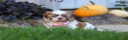Shih Tzu dogs for sale: Lucy - Ad 5